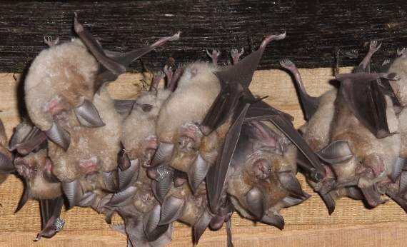 Future looking bright for Devon Greater Horseshoe Bat