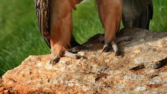 Brent birder spots huge bearded vulture near Shipley Bridge | ivybridge ...