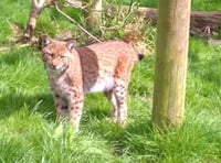 A lynx 'the size of a small labrador' has escaped from Dartmoor Zoo near Sparkwell - police warn people not to approach