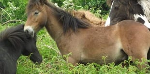 Hill Pony Resources releases geldings on Dartmoor following successful operations to combat overbreeding