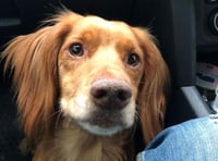 Dartmouth dog that vanished from back of truck found safe and well near M5