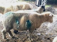 Dog owners urged to keep pets under control after spate of savage sheep attacks