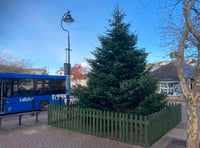 Tree arrives in Kingsbridge