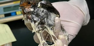 RSPCA hits out at glue traps