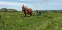 Learn about the secrets of healthy soil with working horses 