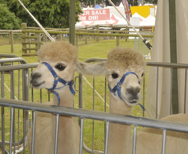 Alpacas aplenty at county show courtesy of Lakemoor 