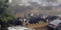 ‘Udder’ Chaos caused by cows moo-ving through village 