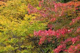 An autumnal garden