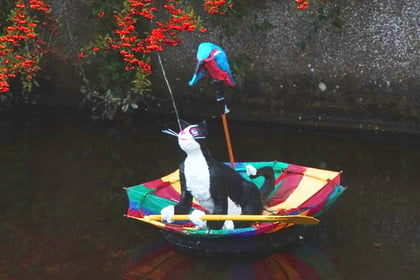 Cat released into Totnes leat