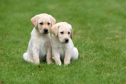Could you be a volunteer for Guide Dogs?