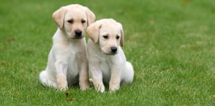 Could you be a volunteer for Guide Dogs?