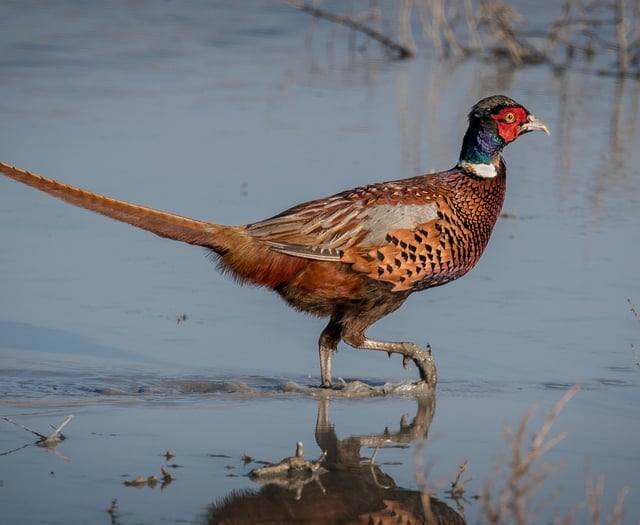 Pheasants now outnumber native birds