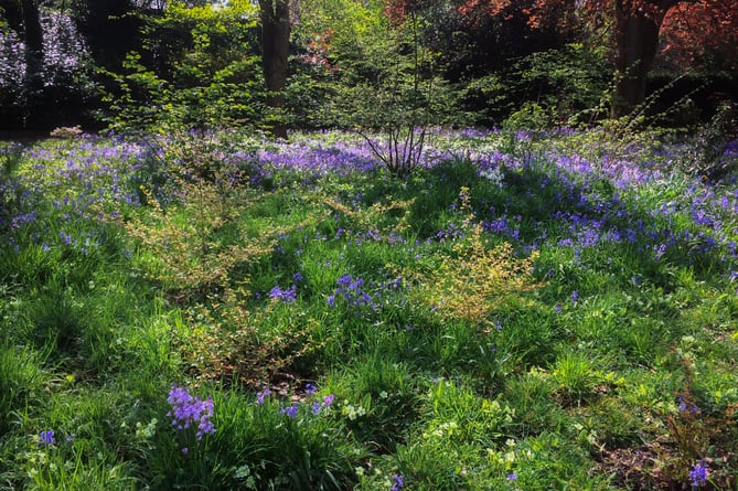 Bishop's Palace Garden