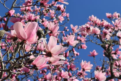 National Trust launches its annual blossom campaign