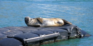 South Hams seals need you!