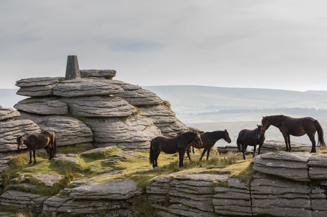 On Bellever Tor, Dartmoor Pony Heritage Trust.jpg