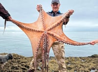 Giant octopus measuring 7ft pulled from South Devon waters 