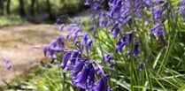 Bluebell wood in all its glory open this weekend