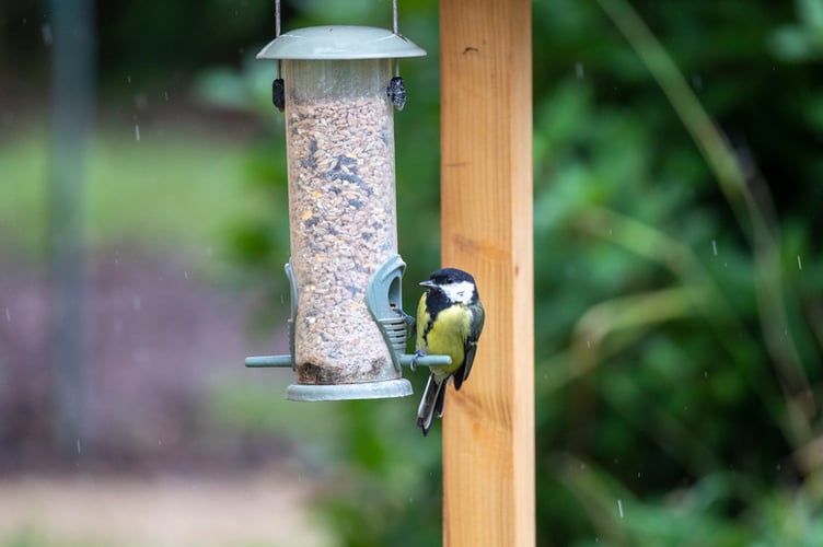 bird feeder