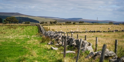 Prince’s Countryside Fund and Morrisons launch Carbon Clarity guide
