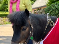 Patrick the Pony raises awareness of Lyme disease