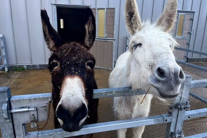 Ivybridge donkey makes full recovery