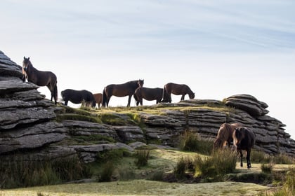 A change in fortune for Dartmoor's ponies