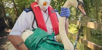 Swan rescue by RSPCA after hook caught in bill