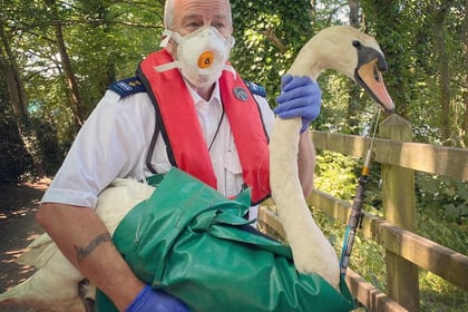 Swan rescue by RSPCA after hook caught in bill