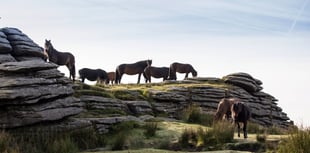 A change in fortune for Dartmoor ponies