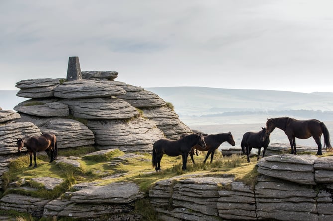 Ponies on Bellever Tor.
Pictures: Dartmoor Pony Association (7-7-23)