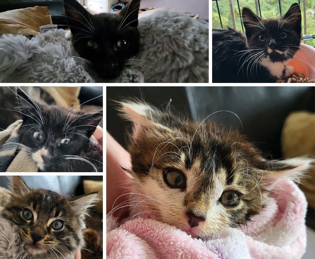 Feral kittens rescued from water treatment plant by cat charity