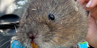 Water voles return to River Gara