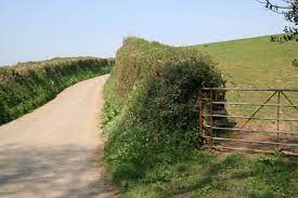 Ancient Devon hedges