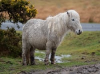 Campaign launched to save Dartmoor ponies "from extinction"