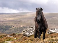 Dartmoor pony petition calls for conservation promise