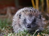 Hedgehog rescue charity urgently seeks volunteers