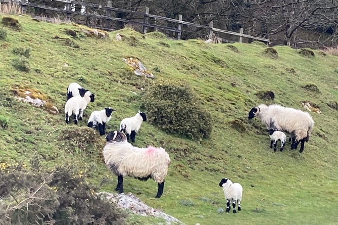 Dartmoor near Cornwood