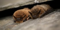 Devon Wildlife Trust seeks budding bat detectives