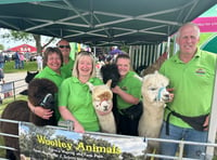 Alpacas meet the public at show