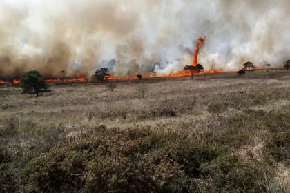 RSPB and Fire Service issue summer fire safety appeal