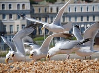 Top tips for dealing with gulls