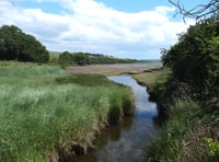 South Hams Nature Diary | Strange new worlds of the saltmarsh 