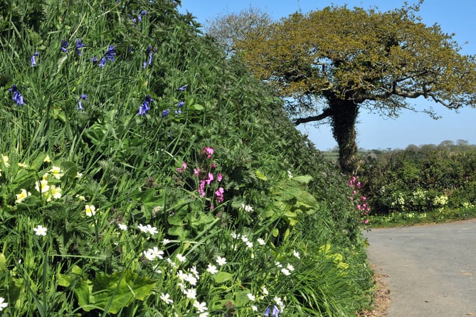 Devon hedgerow spring - Rebecca Hosking