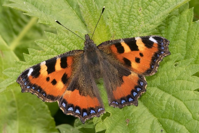 Small Tortoiseshell - Aglais urticae  - Geoff Foale