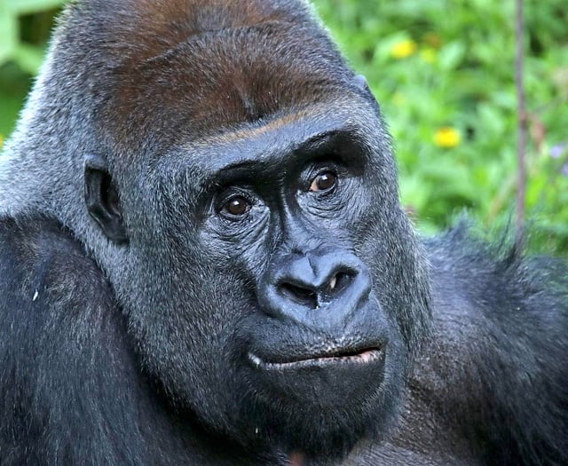 Oldest silverback gorilla in UK dies in Devon zoo