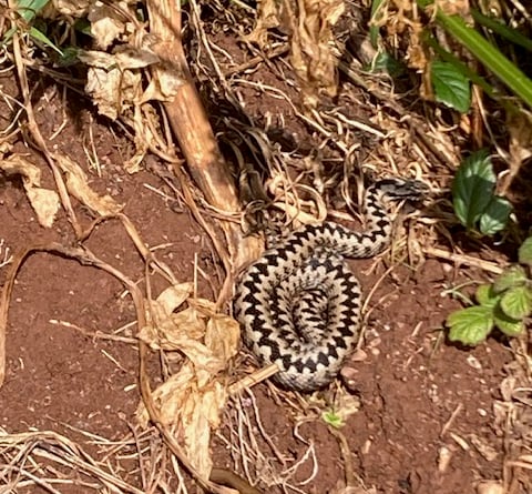 Basking adder