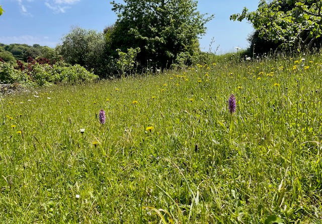 Silvia's Beautiful wildflower meadow - Mike Hitch 