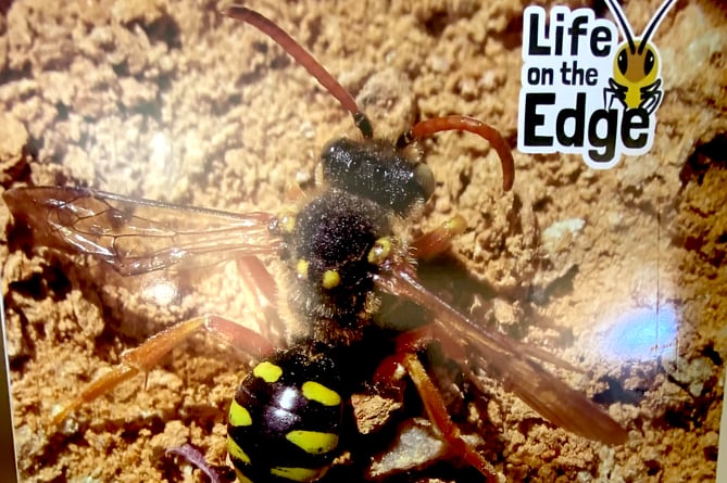 The six banded nomad bee, which is unique to South Devon, could become extinct within five years