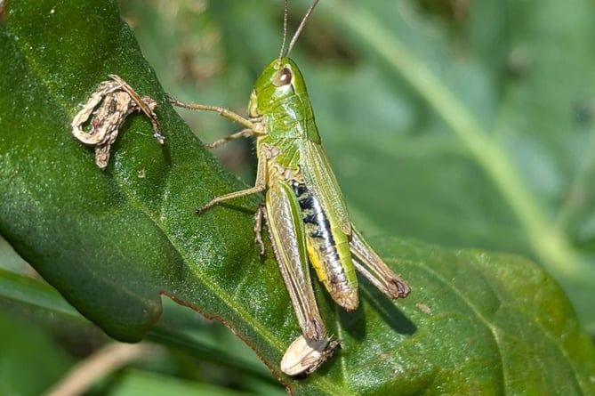 A meadow grasshopper  - Claire Inglis